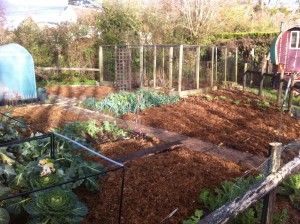 veggie-patch-mulched