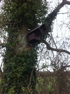 little-owl-box