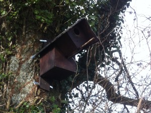 little-owl-box