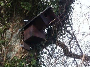 little-owl-box
