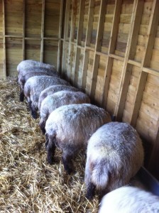 sheep eating sheep nuts