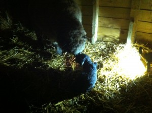 Bluemli and Wart just born