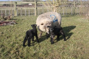 Camille Shelby Florence