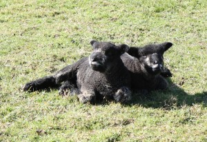 happy lambs