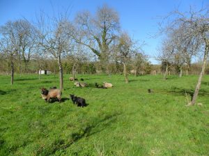 sheep and lambs have plenty to eat