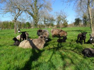 sheep and lambs relax in orchard