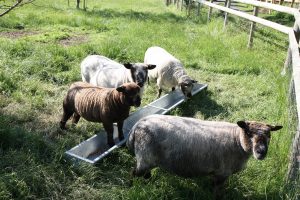 Witchy and 3 ewes