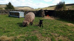 Ursi and Pinkie in paddock