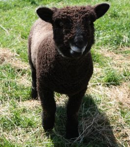 coloured ryeland ram lamb