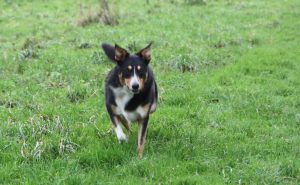 Haribo - tri colour collie