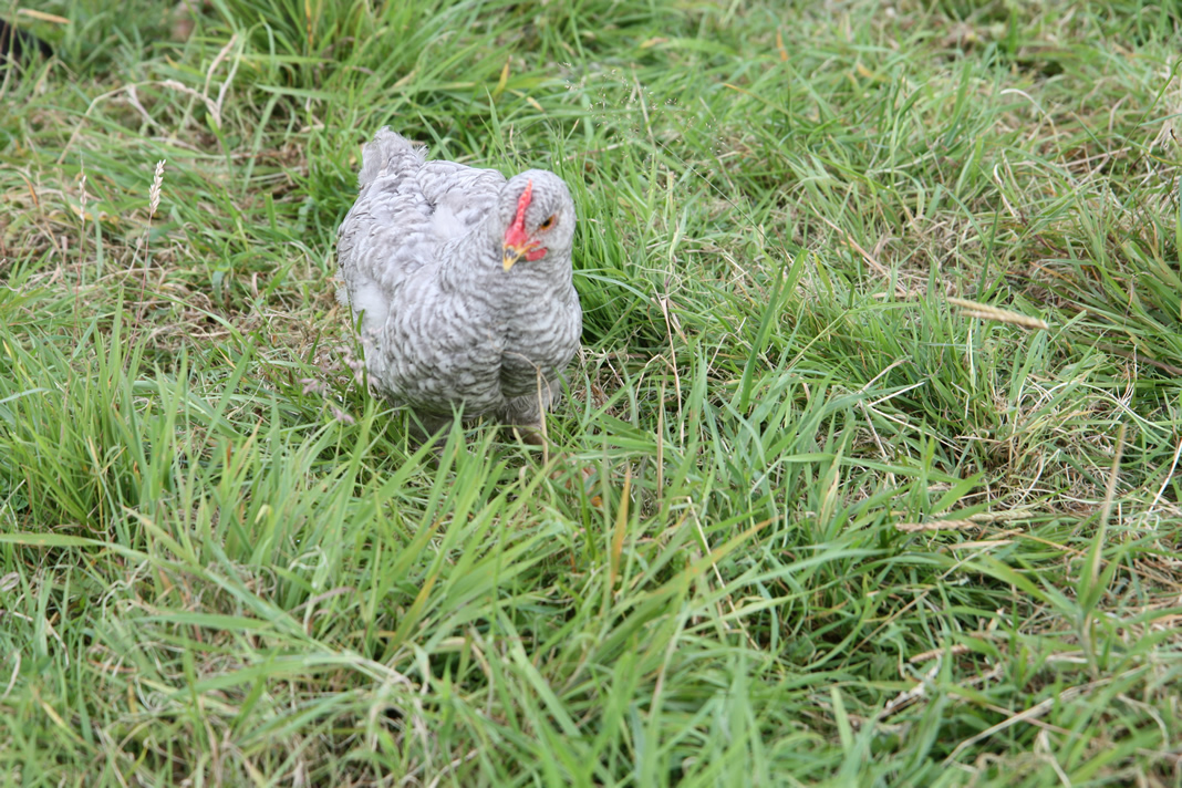 growing chick