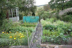 herb garden