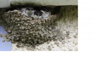 house martins about to fledge