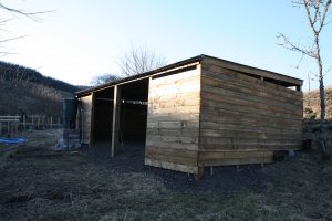 lambing shed evening sun