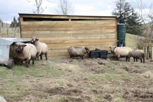 Sheep checking out new facilities