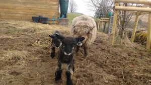 lambs first steps outside