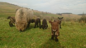 lambs up in the field