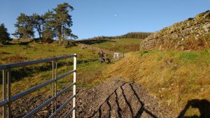 wallace and wart being led to trailer
