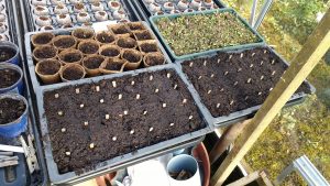 seedlings