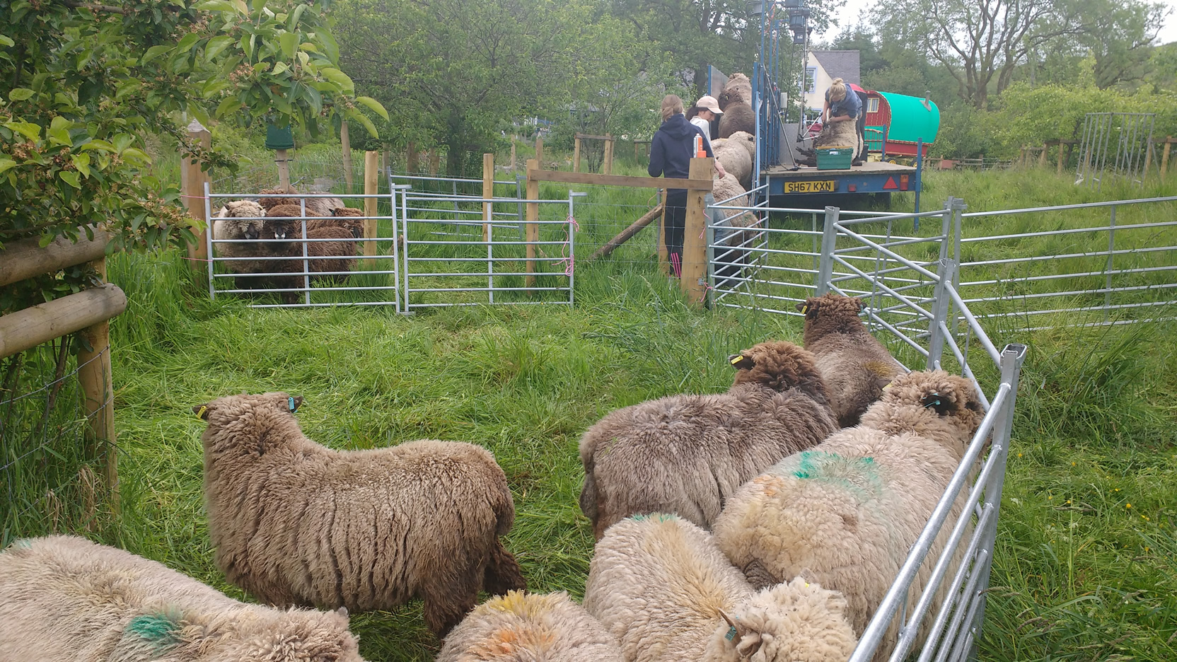 shearing underway looking on