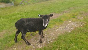 ymogen first shearing