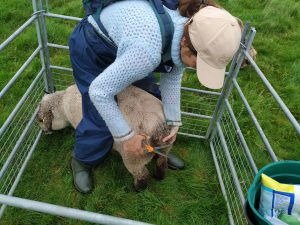 nicole doing sheep bottom