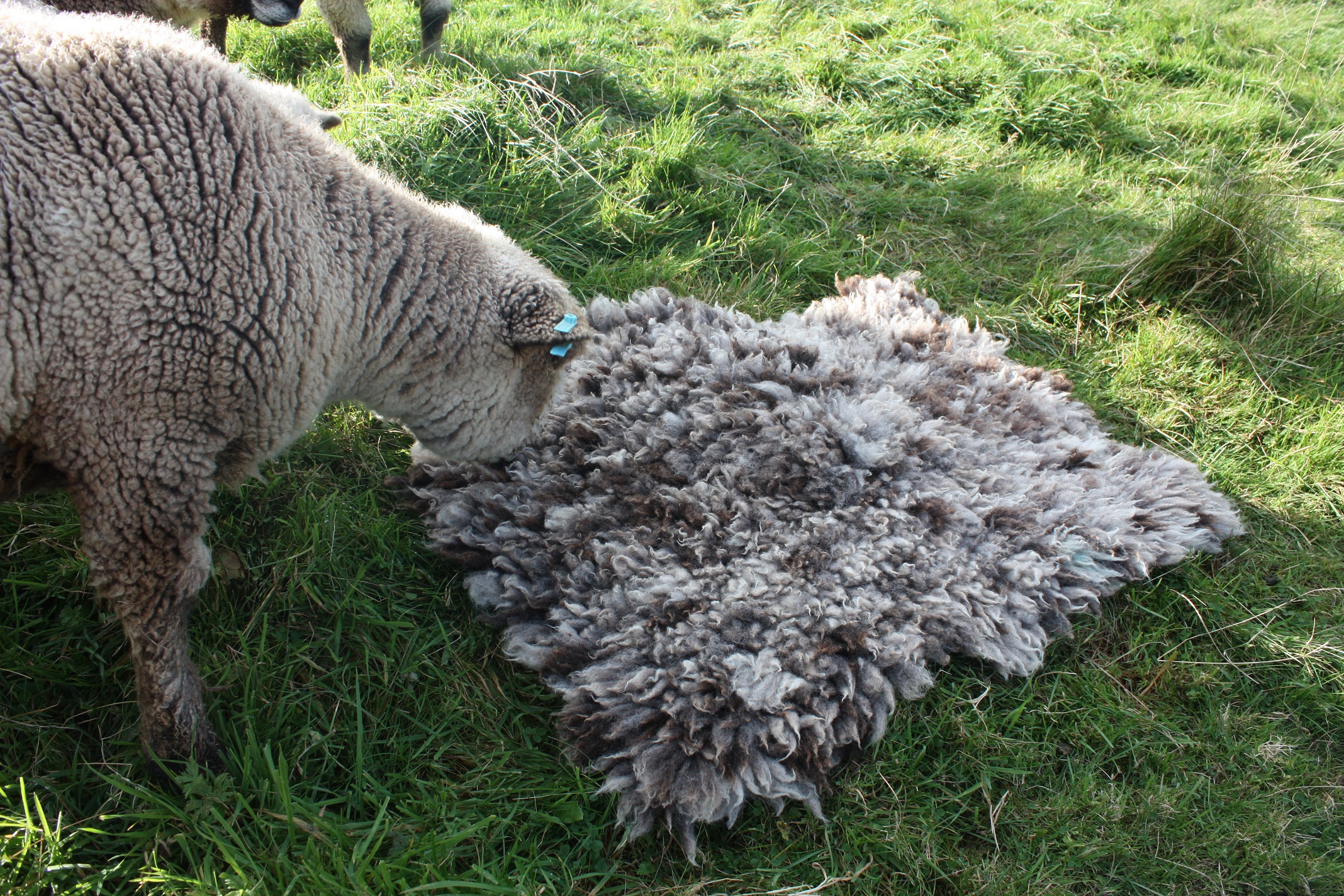 ethical rugs