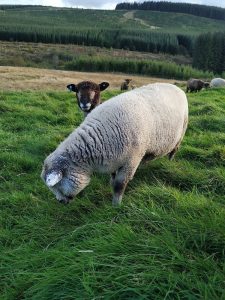 Vera with cream on her ears