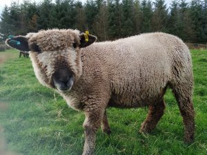 Yarr - coloured ryeland sheep