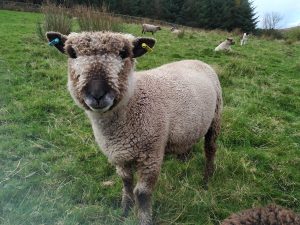 cruelty free sheepskin rugs