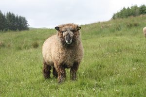 organic felted fleece rugs
