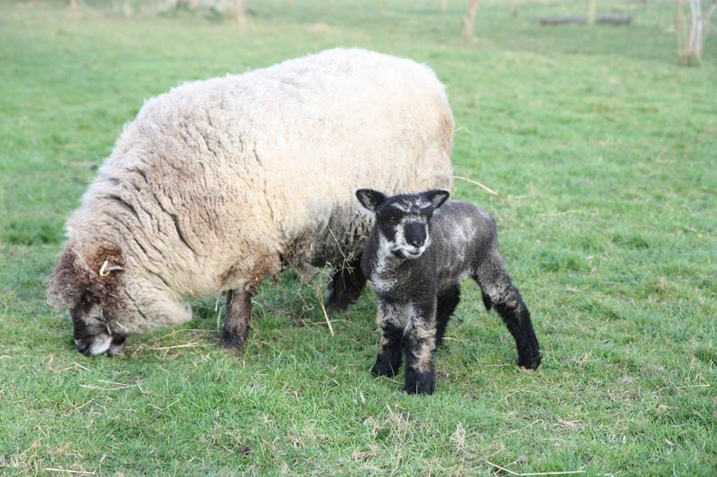 Homegrown Coloured Ryeland Wool - natural, undyed yarn - 1Ply / lace weight 50g - Image 3