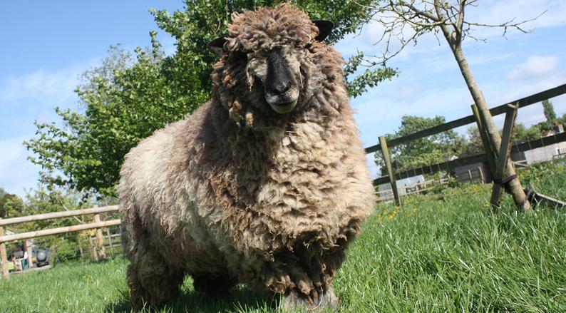 Homegrown Coloured Ryeland Wool - natural, undyed yarn - 1Ply / lace weight 50g - Image 4