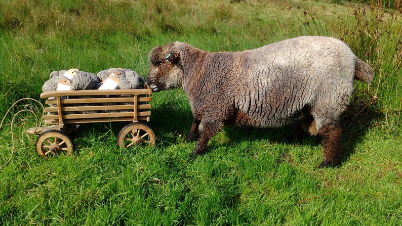 Homegrown Coloured Ryeland Wool - natural, undyed yarn - DK 100g - Image 6