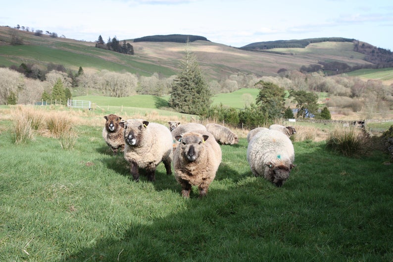 Homegrown Coloured Ryeland Wool - natural, undyed yarn - DK 100g - Image 5