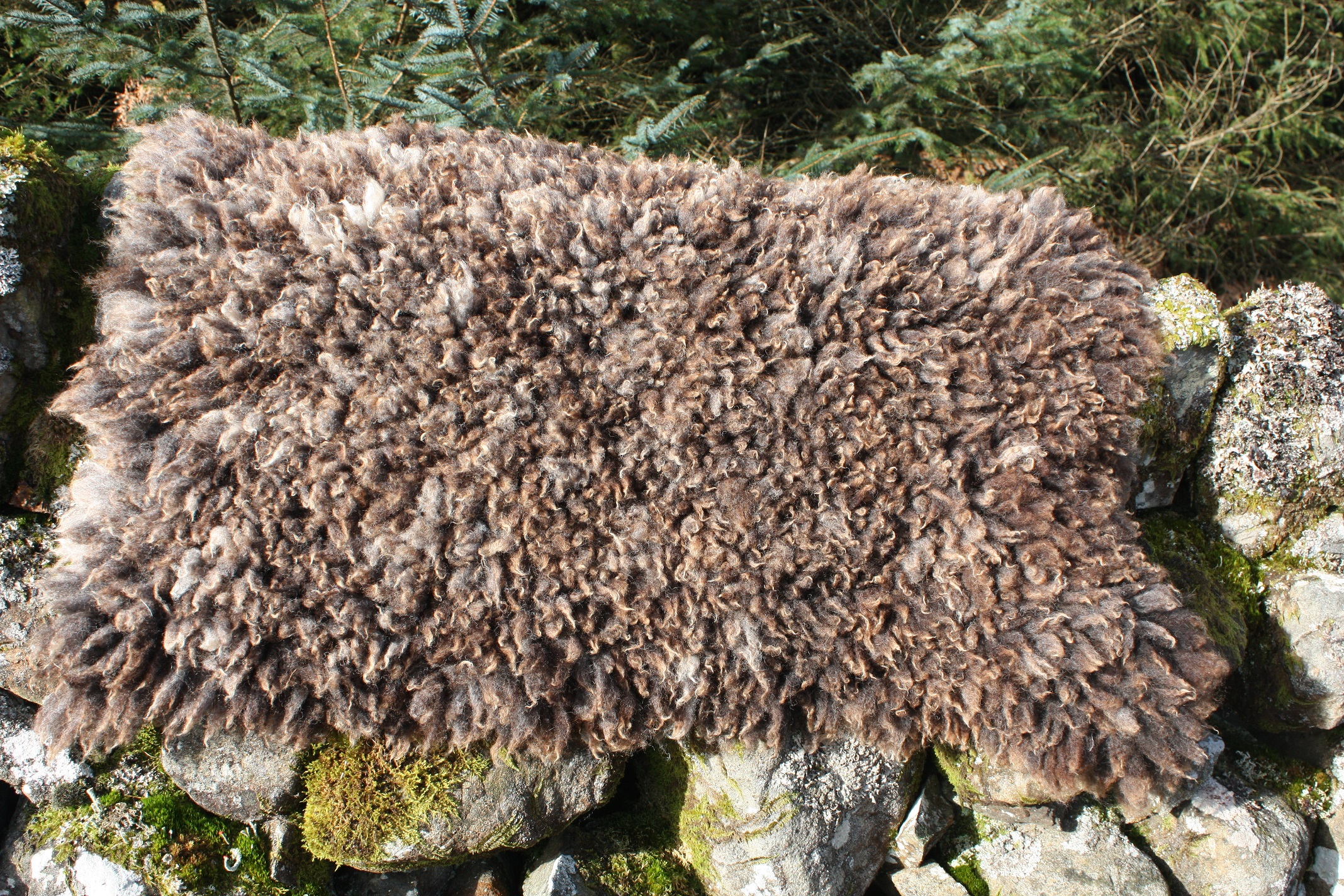 cruelty free sheepskin rugs