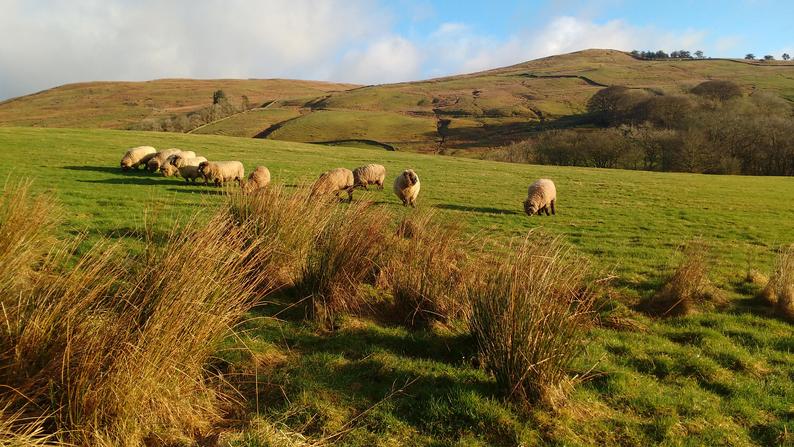 Homegrown Coloured Ryeland Wool - natural, undyed yarn - 1Ply / lace weight 50g - Image 5