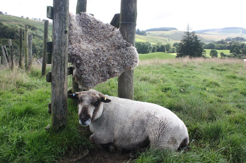 vegetarian sheepskin rug