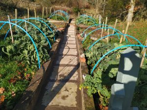 why start a smallholding - grow your own vegetables
