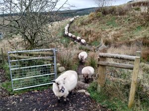 why start a smallholding