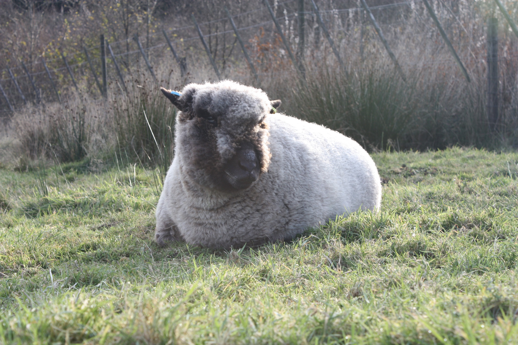 Homegrown felted fleece “sheepskin” rug, natural grey, beige, cream, Coloured Ryeland fleece – Ursi - Image 2