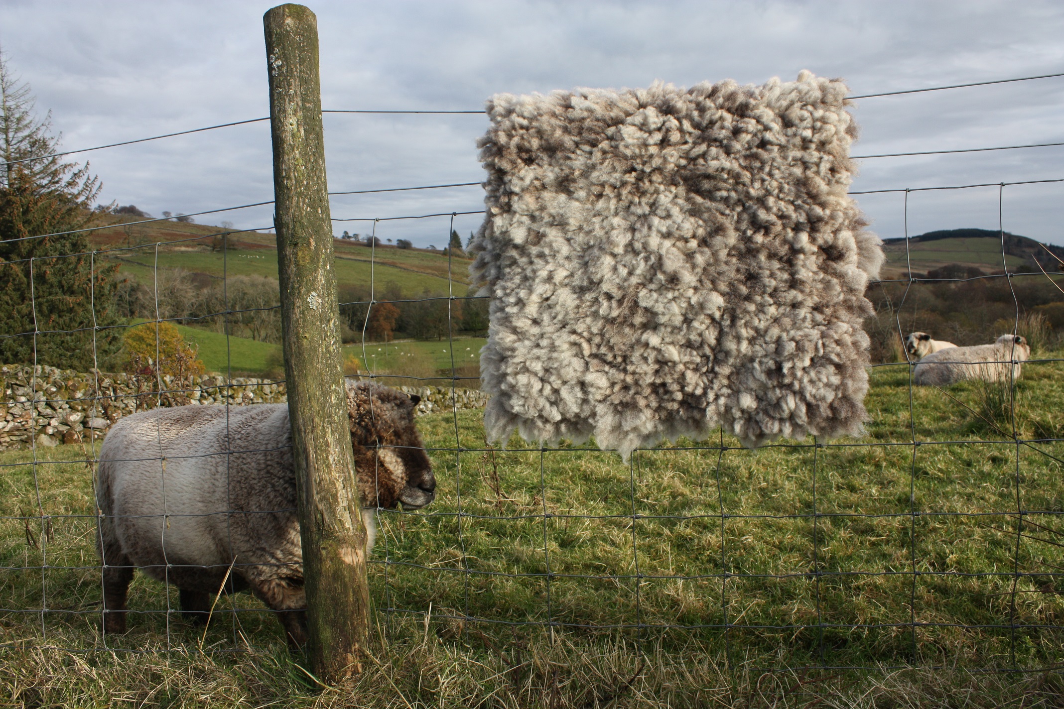 Homegrown felted fleece “sheepskin” rug, natural grey, beige, cream, Coloured Ryeland fleece – Ursi - Image 7