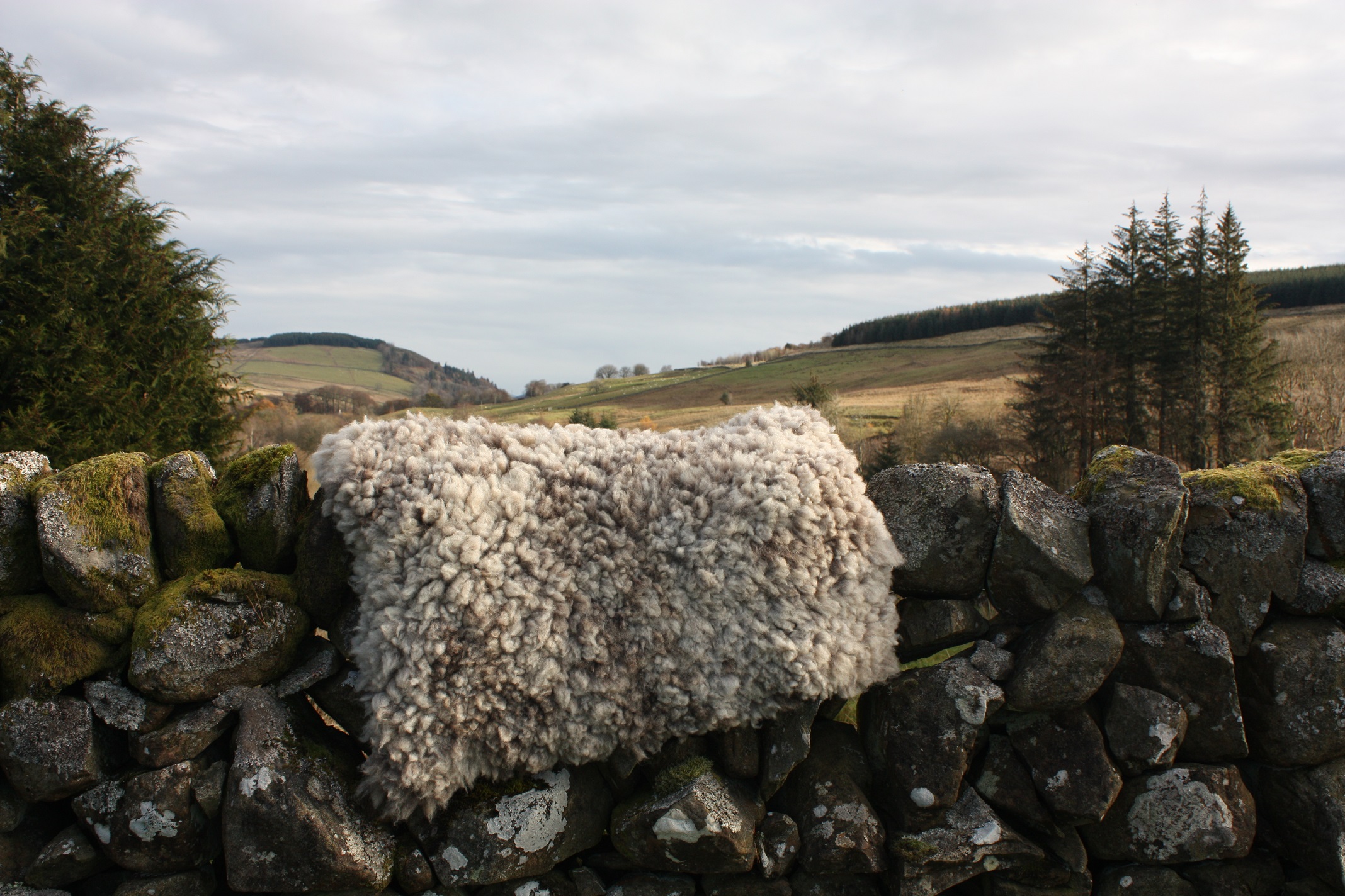 Homegrown felted fleece “sheepskin” rug, natural grey, beige, cream, Coloured Ryeland fleece – Ursi - Image 9