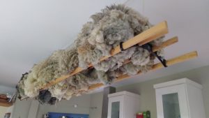 fleeces drying in kitchen