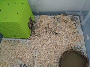 hedgehog winter quarters