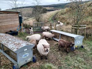 sheep at hay feeders
