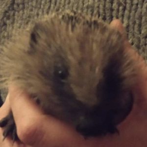 Hoggy the hedgehog