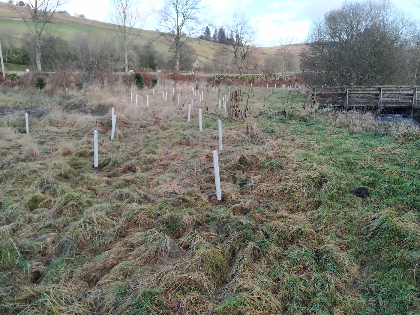 auchenstroan trees planted