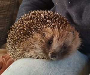 hoggy the hedgehog