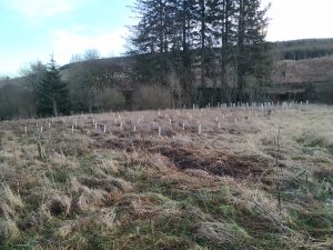 new woodland at auchenstroan